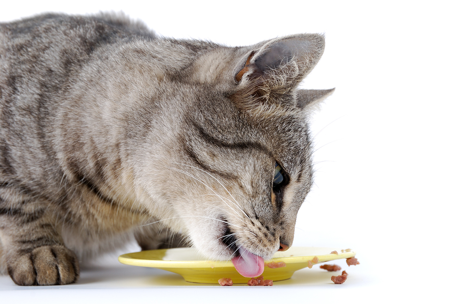 A beteg macskák táplálása