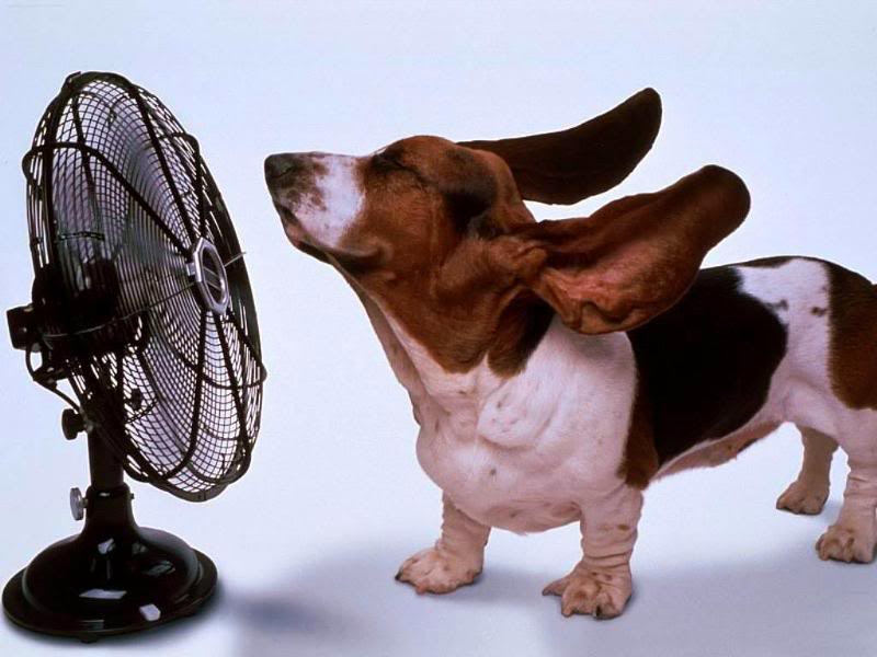 Hőségriadó - figyeljünk kutyáinkra!