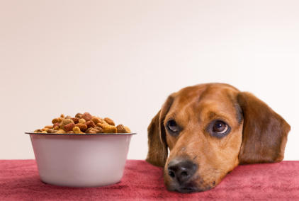 Beteg kutyák etetése házilag összeállított alapanyagokból